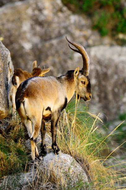 istock Wild mammals in their environment 1330490339