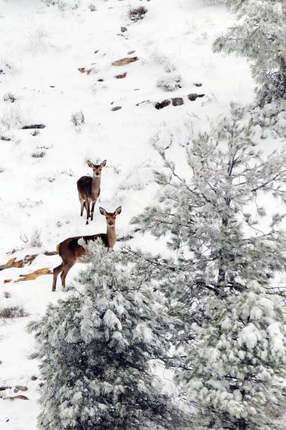 istock Wild mammals in their environment 1330490371