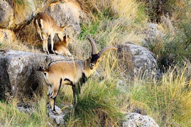 istock Wild mammals in their environment 1330490509
