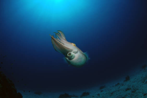 istock Amazing sea animal. 1330492314