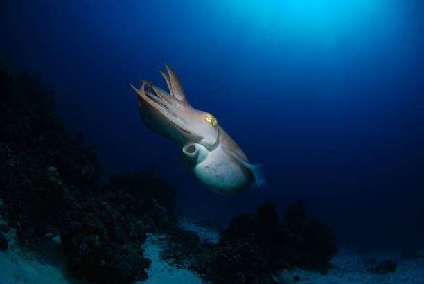 istock Amazing sea animal. 1330492330