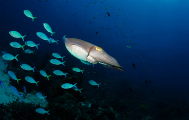 istock Amazing sea animal. 1330492356