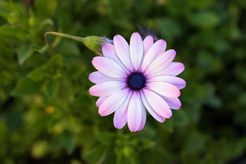 A single African Daisy against a green foliage background.