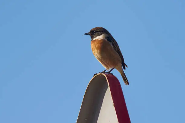 Photo of male of European stone stone (Saxicola rubicola) perched on a traffic sign in Malaga. Spain