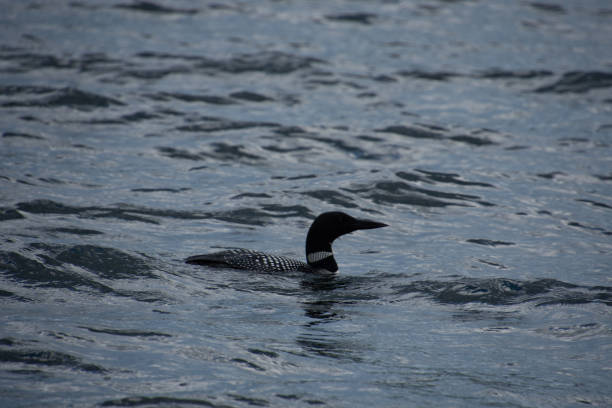 istock Loon on a wild lake in Canada, 1330492834