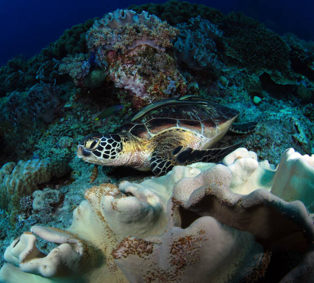 野海のカメ。 - apo island ストックフォトと画像