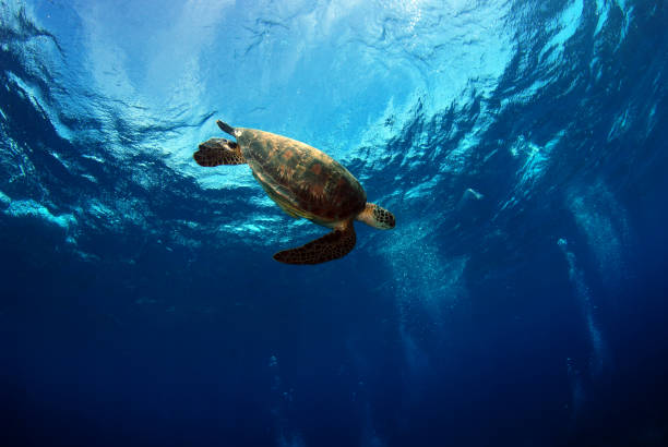 istock Turtle in the open sea. 1330493754