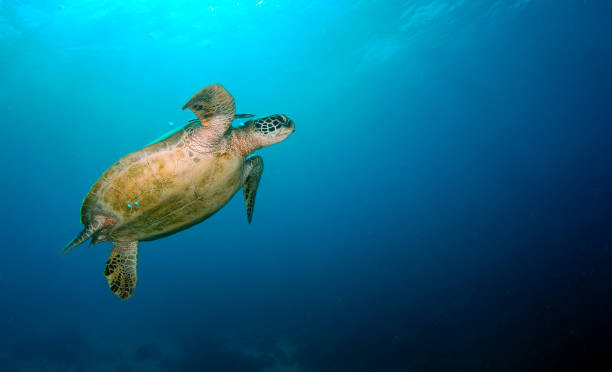 istock Turtle in the open sea. 1330493759