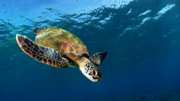 Turtle in the open sea. Green Turtle - Chelonia mydas is swimming beside Apo island. Underwater world of the Philippines. apo island stock pictures, royalty-free photos & images