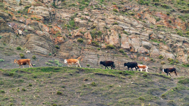 istock Cows on a rocky mountain road 1330496980