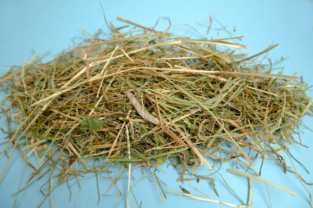 istock An armful of hay on a blue background. 1330497728