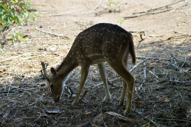istock fawn looking for food during the day photo 1330498082
