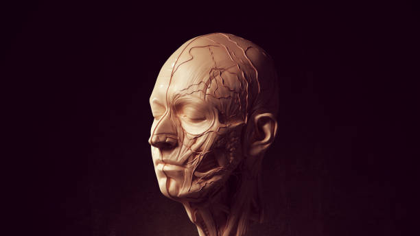 human ecorche flayed head face anatomical musculature display halloween sculpture quarter view - halloween color image horizontal side view imagens e fotografias de stock