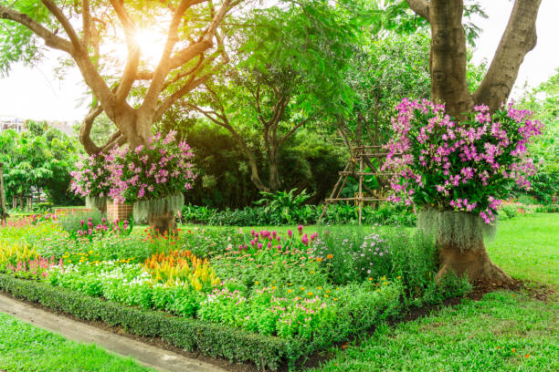 flowering plant garden, Pink Dendrobium hybrid orchid, Spanish moss climbing on the trees on fresh green grass lawn and purple, yellow vivid color annual shrubs in the park stock photo
