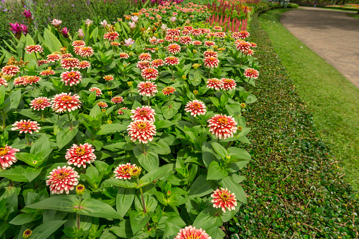 Field of orange and white petals Zinnia blossom on green leaves beside walkway in a park