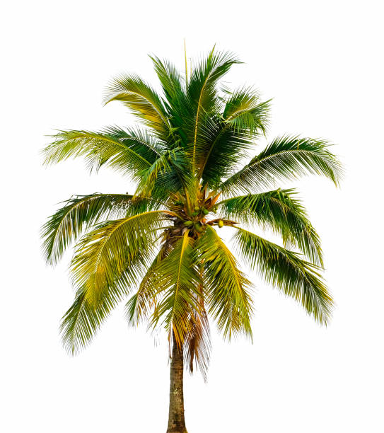 istock fresh coconut fruit high tree with branch and leaves, isolated on white background. Tropical fruits plant near sea and island. 1330504331