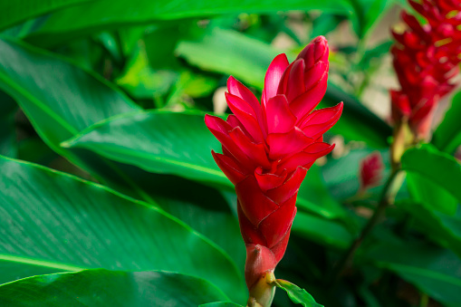 Red ginger 's petal on green leafs, a tropical flowering plant, Botanical name is Alpinia purpurata known as King jungle or Queen jungle
