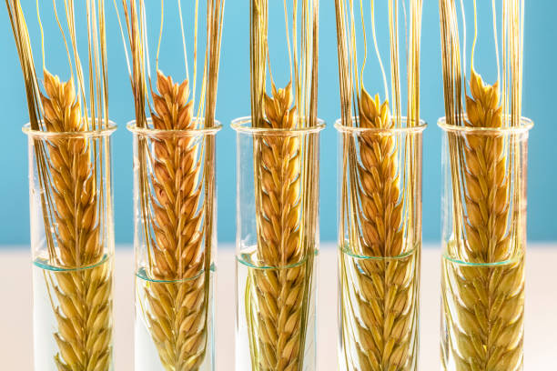 concepto de alimento modificado genéticamente de trigo en tubos de ensayo - genetic modification corn corn crop genetic research fotografías e imágenes de stock