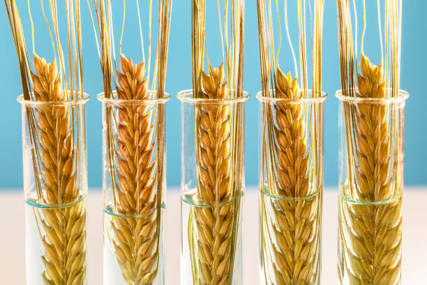 遺伝子組み換え食品概念の試験管中の小麦 - corn crop corn genetic modification crop ストックフォトと画像