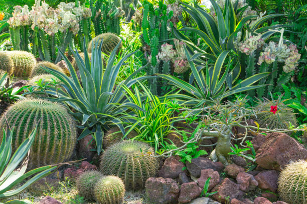 Beautiful Cactus garden, decorated with Cactuses, Agave, Crown of thorns plant, brown sand stone, green leafs of palm tree and shrub on background stock photo