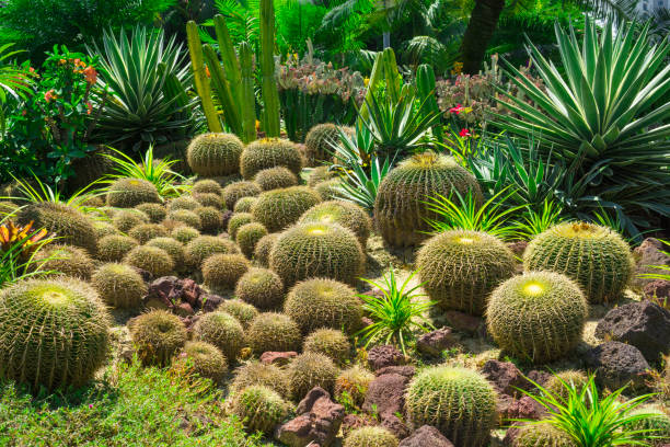 beau jardin de cactus, décoré de cactus, d’agave, de couronne d’épines, de pierre de sable brune, de feuilles vertes de palmier et d’arbuste sur fond - grusonii photos et images de collection