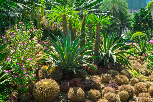 piękny mały ogród kaktusów, ozdobiony kaktusami, brązowym piaskowcem, zielonymi liśćmi rośliny okrywowej i krzewów - grusonii zdjęcia i obrazy z banku zdjęć