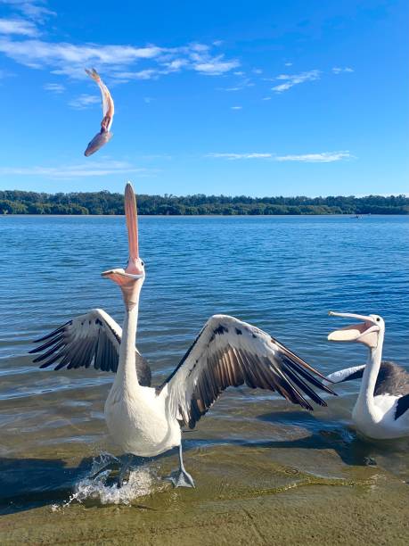 pelican opening his wings while reaching up for a fish i had just thrown. yamba nsw australia. clarence river behind with other pelicans around. - yamba imagens e fotografias de stock