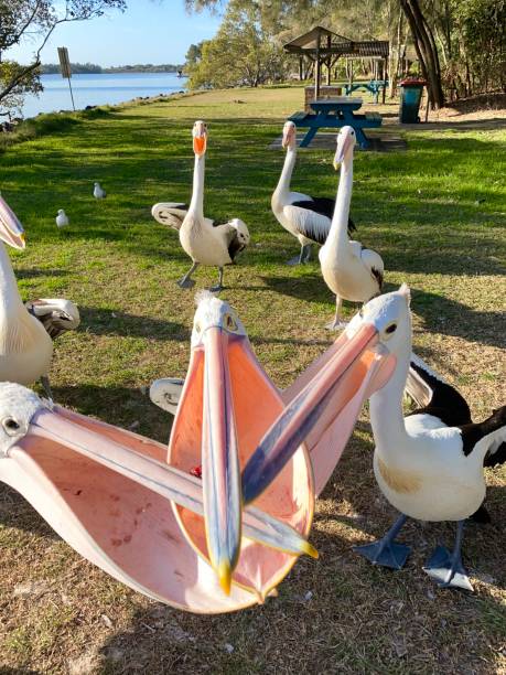 trois pélicans ouvrant la bouche se battant pour le seul morceau de poisson. yamba nsw australie.  d’autres pélicans en arrière-plan regardant. - yamba photos et images de collection