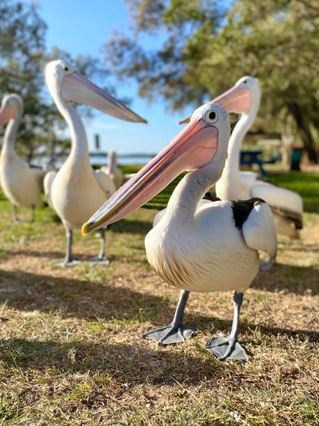 one pelican standing in front of the camera with other pelicans in the background. yamba nsw australia - yamba imagens e fotografias de stock