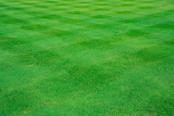 The grid line and stripe pattern on a green grass  clear lawn as a soccer field
