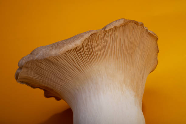 istock One Pleurotus Eryngii mushroom. 1330506873