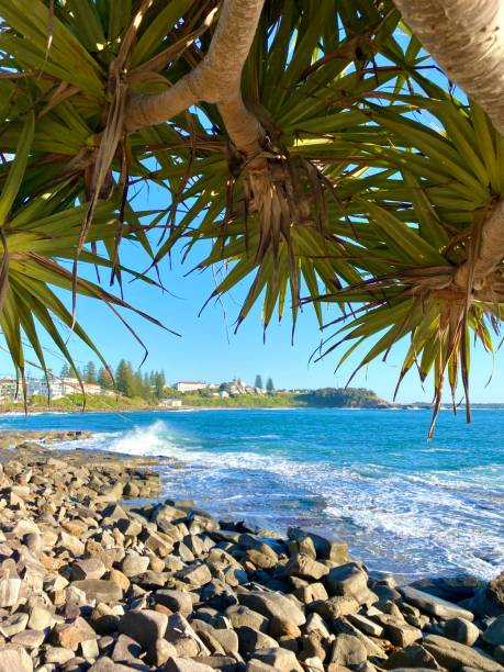 mirando desde debajo de una palmera pandanus sobre rocas y océano azul. casa en la cara del acantilado. yamba nsw australia - yamba fotografías e imágenes de stock