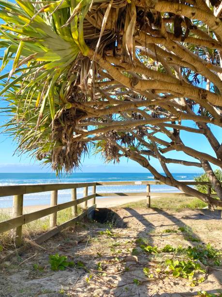 vistas a la playa desde debajo de un árbol pandanus. línea de cerca de madera. playa y océano azul en el fondo.  yamba nsw australia - yamba fotografías e imágenes de stock