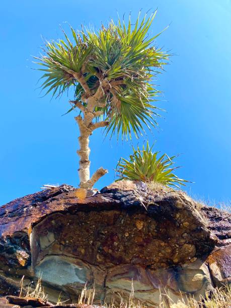 looking up to the blue sky at a pandanus tree. rock face underneath. yamba nsw australia - yamba imagens e fotografias de stock