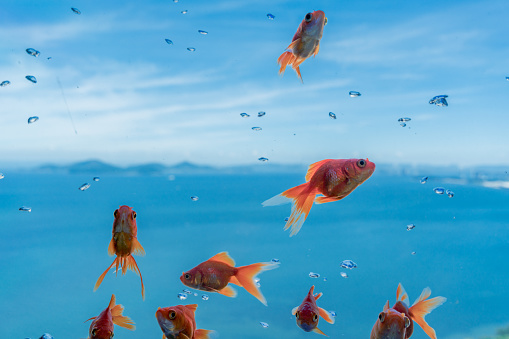 Goldfish swimming gracefully against the blue sky