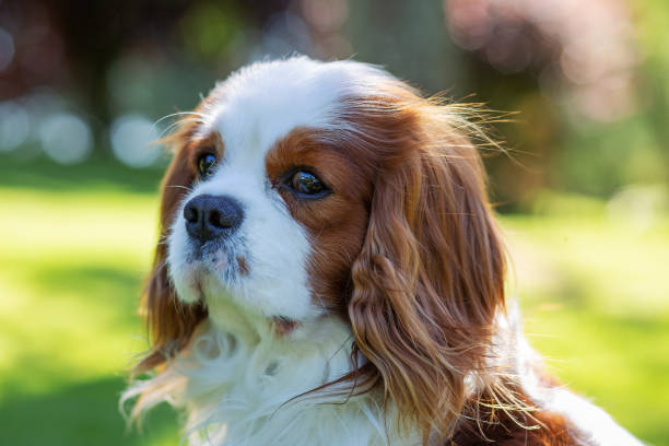 istock Portrait of Cavalier King Charles Spaniel 1330508043
