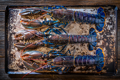 Bogavante azul or European lobster blue color raw seafood three in a row Homarus gamarus