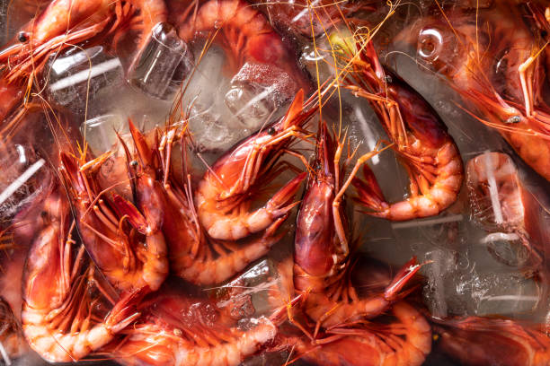 fresh red shrimps seafood from mediterranean sea in ice full frame - iced fish imagens e fotografias de stock