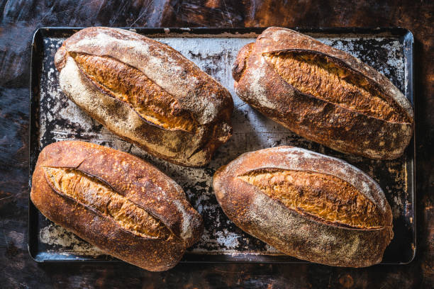 Four sourdough bread loaves in a baking tray handmade just baked Four sourdough bread loaves in a baking tray handmade just baked fresh artisanal food and drink stock pictures, royalty-free photos & images