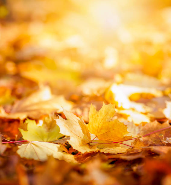 colores de otoño - autumn leaf falling wind fotografías e imágenes de stock