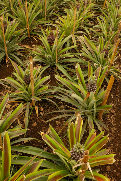 istock Growing pineapples on garden bed in greenhouse 1330510622