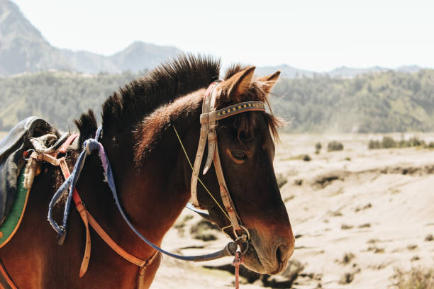 istock A horse in the desert (Bromo Tengger Semeru National Park) 1330510893