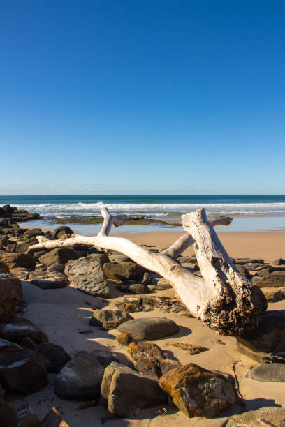 un grand morceau de bois flotté sur la plage de sable au milieu des rochers. océan bleu en arrière-plan. yamba nsw australie - yamba photos et images de collection