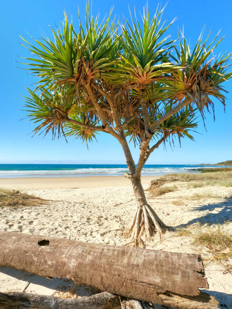 árbol pandanus en la playa de arena blanca con océano azul en el fondo. gran pedazo de madera a la deriva en la parte delantera. yamba nsw australia - yamba fotografías e imágenes de stock