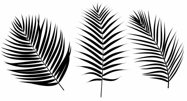 ilustraciones, imágenes clip art, dibujos animados e iconos de stock de juego de hojas de palma. - palmera cocotera