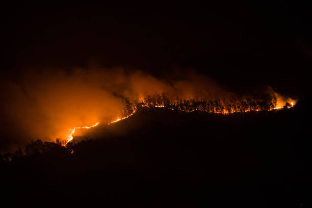 istock Line of fire in the forest at night. Fire produced by man 1330512678
