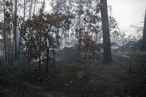 istock View of the scorched forest after a fire 1330512685
