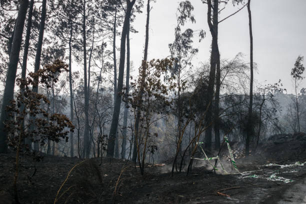 istock View of the scorched forest after a fire 1330513252