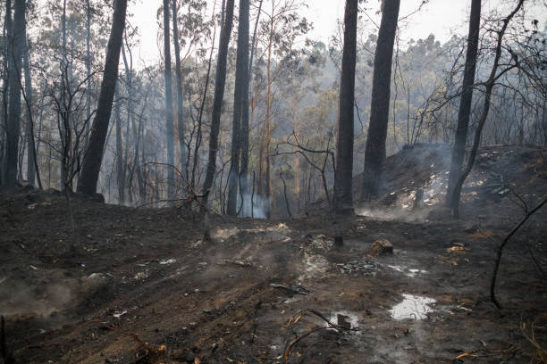 istock View of the scorched forest after a big fire 1330513306