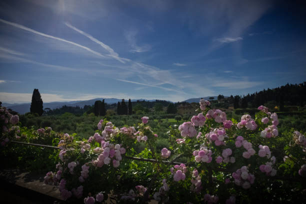 istock Landscape with pink roses 1330513839